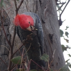 Callocephalon fimbriatum at O'Malley, ACT - suppressed