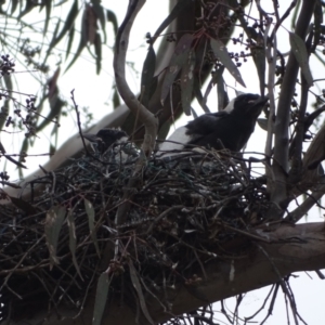 Gymnorhina tibicen at O'Malley, ACT - 4 Oct 2022