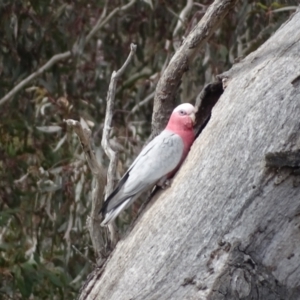 Eolophus roseicapilla at O'Malley, ACT - 4 Oct 2022 03:39 PM