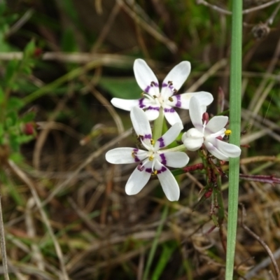 Wurmbea dioica subsp. dioica (Early Nancy) at O'Malley, ACT - 4 Oct 2022 by Mike