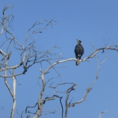 Gymnorhina tibicen (Australian Magpie) at Isaacs Ridge Offset Area - 2 Oct 2022 by Mike