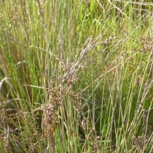 Juncus sp. at Jerrabomberra, ACT - 2 Oct 2022 03:38 PM