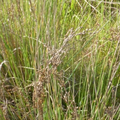 Juncus sp. (A Rush) at Isaacs Ridge Offset Area - 2 Oct 2022 by Mike