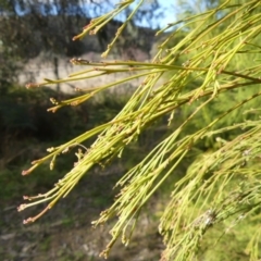 Exocarpos cupressiformis (Cherry Ballart) at Tralee, NSW - 24 Aug 2022 by roman_soroka