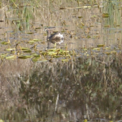 Tachybaptus novaehollandiae (Australasian Grebe) at Isaacs Ridge Offset Area - 2 Oct 2022 by Mike