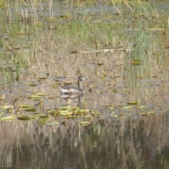 Tachybaptus novaehollandiae at Jerrabomberra, ACT - 2 Oct 2022