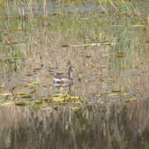 Tachybaptus novaehollandiae at Jerrabomberra, ACT - 2 Oct 2022