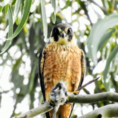 Falco longipennis (Australian Hobby) at Kambah, ACT - 3 Oct 2022 by HelenCross