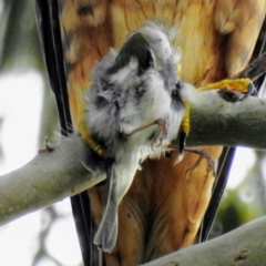 Falco longipennis at Kambah, ACT - suppressed