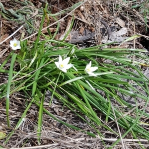 Ornithogalum umbellatum at Watson, ACT - 4 Oct 2022