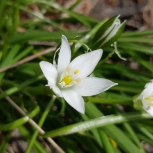 Ornithogalum umbellatum at Watson, ACT - 4 Oct 2022