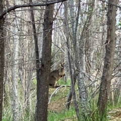 Wallabia bicolor (Swamp Wallaby) at Fyshwick, ACT - 3 Oct 2022 by KL