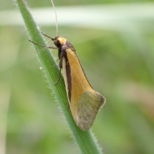 Philobota undescribed species near arabella at Murrumbateman, NSW - 4 Oct 2022