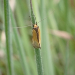 Philobota undescribed species near arabella at Murrumbateman, NSW - 4 Oct 2022