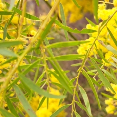 Acacia fimbriata at Bruce, ACT - 4 Oct 2022