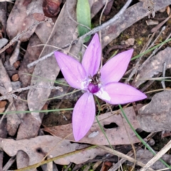 Glossodia major (Wax Lip Orchid) at Bruce, ACT - 3 Oct 2022 by abread111