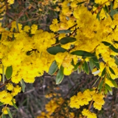 Acacia buxifolia subsp. buxifolia at Bruce, ACT - 4 Oct 2022