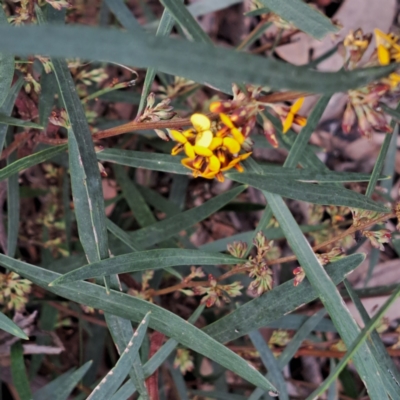 Daviesia mimosoides subsp. mimosoides at Bruce, ACT - 3 Oct 2022 by abread111