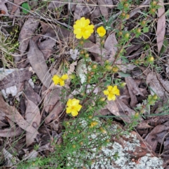 Hibbertia sp. (Guinea Flower) at Bruce, ACT - 4 Oct 2022 by abread111