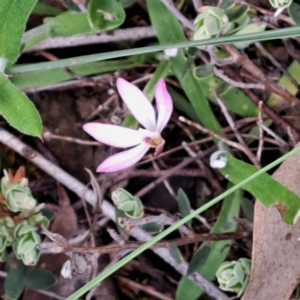 Caladenia fuscata at Point 5828 - suppressed