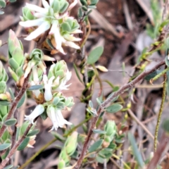 Brachyloma daphnoides (Daphne Heath) at Bruce, ACT - 3 Oct 2022 by abread111