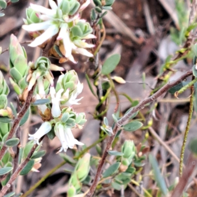 Brachyloma daphnoides (Daphne Heath) at Bruce, ACT - 4 Oct 2022 by abread111