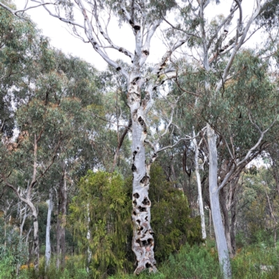 Eucalyptus rossii (Inland Scribbly Gum) at Gossan Hill - 3 Oct 2022 by abread111