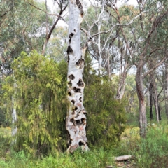 Eucalyptus rossii at Bruce, ACT - 4 Oct 2022 10:01 AM