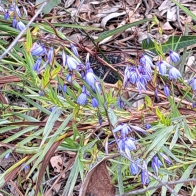 Stypandra glauca (Nodding Blue Lily) at Gossan Hill - 3 Oct 2022 by abread111