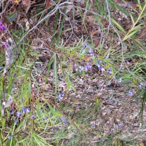 Stypandra glauca at Bruce, ACT - 4 Oct 2022 10:00 AM