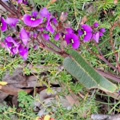 Hardenbergia violacea (False Sarsaparilla) at Gossan Hill - 3 Oct 2022 by abread111
