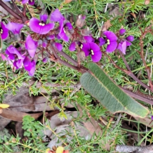 Hardenbergia violacea at Bruce, ACT - 4 Oct 2022 09:57 AM