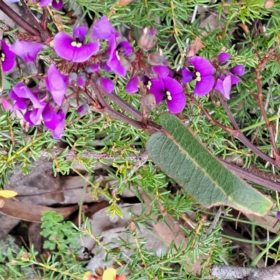 Hardenbergia violacea (False Sarsaparilla) at Bruce, ACT - 3 Oct 2022 by abread111