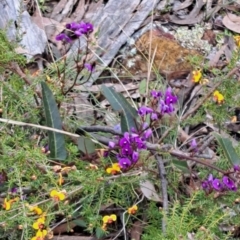 Hardenbergia violacea at Bruce, ACT - 4 Oct 2022 09:57 AM