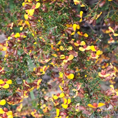 Dillwynia phylicoides (A Parrot-pea) at Gossan Hill - 3 Oct 2022 by abread111