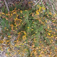 Dillwynia phylicoides at Bruce, ACT - 4 Oct 2022