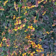 Dillwynia phylicoides at Bruce, ACT - 4 Oct 2022