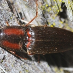 Monocrepidus sp. (genus) (Click beetle) at Aranda Bushland - 3 Oct 2022 by Harrisi