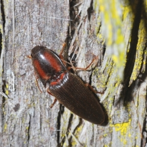Monocrepidius (genus) at Aranda, ACT - 3 Oct 2022 06:28 PM