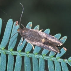 Leistomorpha brontoscopa (A concealer moth) at Cook, ACT - 3 Oct 2022 by Harrisi