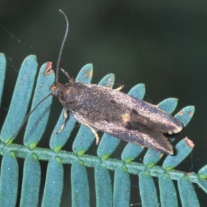 Leistomorpha brontoscopa at Cook, ACT - 3 Oct 2022