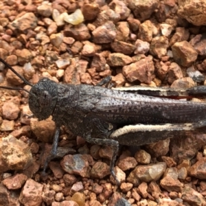 Cirphula pyrrhocnemis at Sutton, NSW - 19 Mar 2022