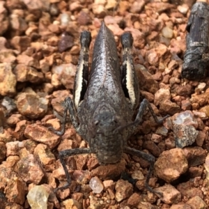 Cirphula pyrrhocnemis at Sutton, NSW - 19 Mar 2022