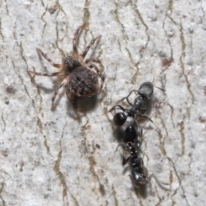 Cryptachaea veruculata at Acton, ACT - 2 Oct 2022