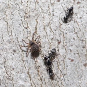 Cryptachaea veruculata at Acton, ACT - 2 Oct 2022