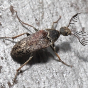 Ptilophorus sp. (genus) at Acton, ACT - 2 Oct 2022 11:12 AM