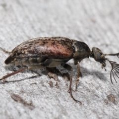 Ptilophorus sp. (genus) at Acton, ACT - 2 Oct 2022 11:12 AM