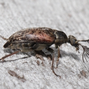 Ptilophorus sp. (genus) at Acton, ACT - 2 Oct 2022