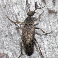 Ptilophorus sp. (genus) at Acton, ACT - 2 Oct 2022 11:12 AM