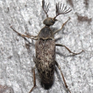 Ptilophorus sp. (genus) at Acton, ACT - 2 Oct 2022 11:12 AM